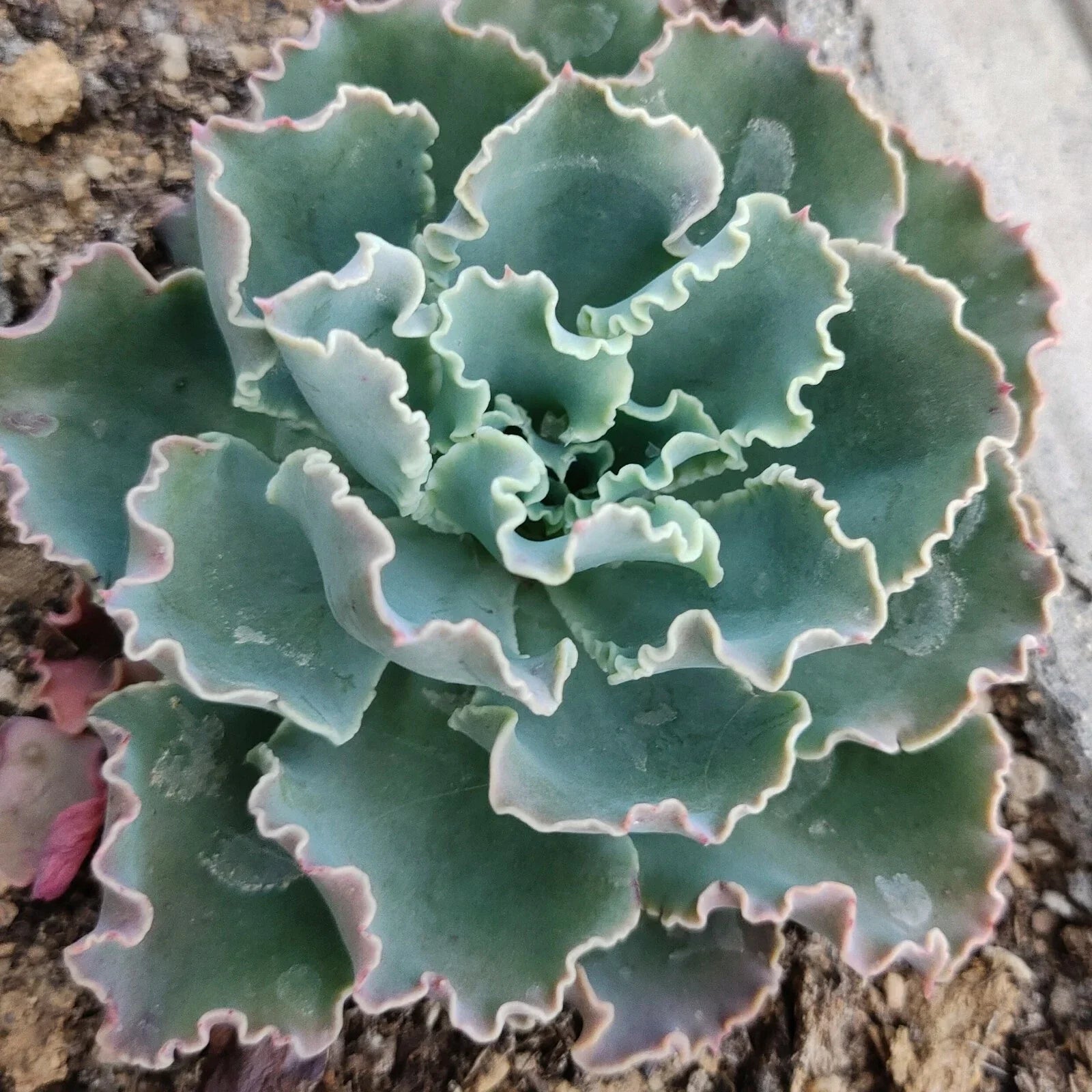 Live Echeveria Blue Curls Succulent Plant in 4-Inch Pot – Fully Rooted Echeveria spp. for Indoor & Outdoor Decor