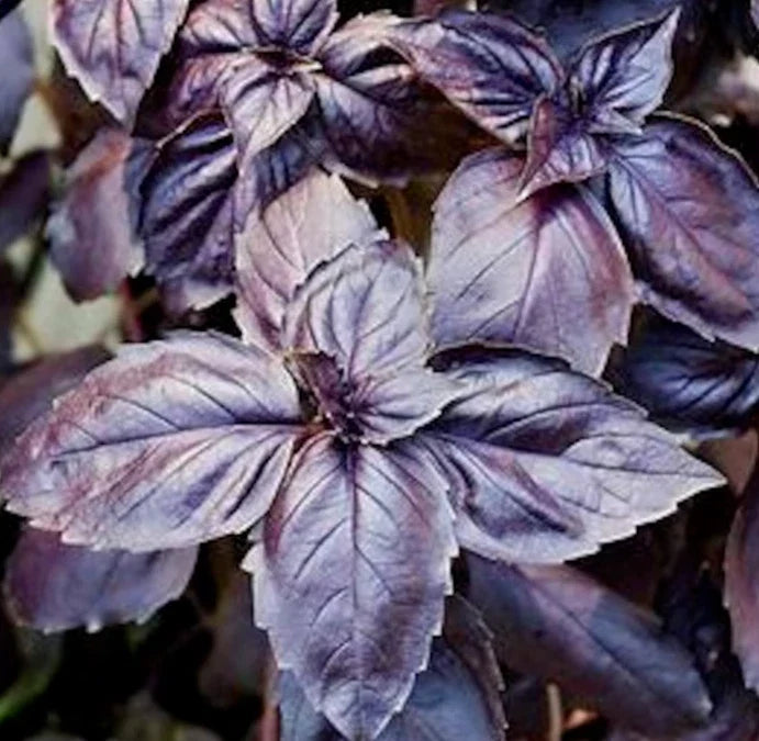 Dark Opal Basil Seeds - 400+ Non-GMO Purple Herb Seeds for Garden, Culinary, and Pollinator Attraction - Ocimum basilicum