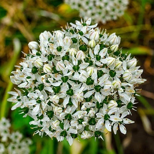 Allium Nigrum Bulbs 5-Pack White Green Fragrant Flowers Deer Rabbit Resistant Mid-Spring Blooming