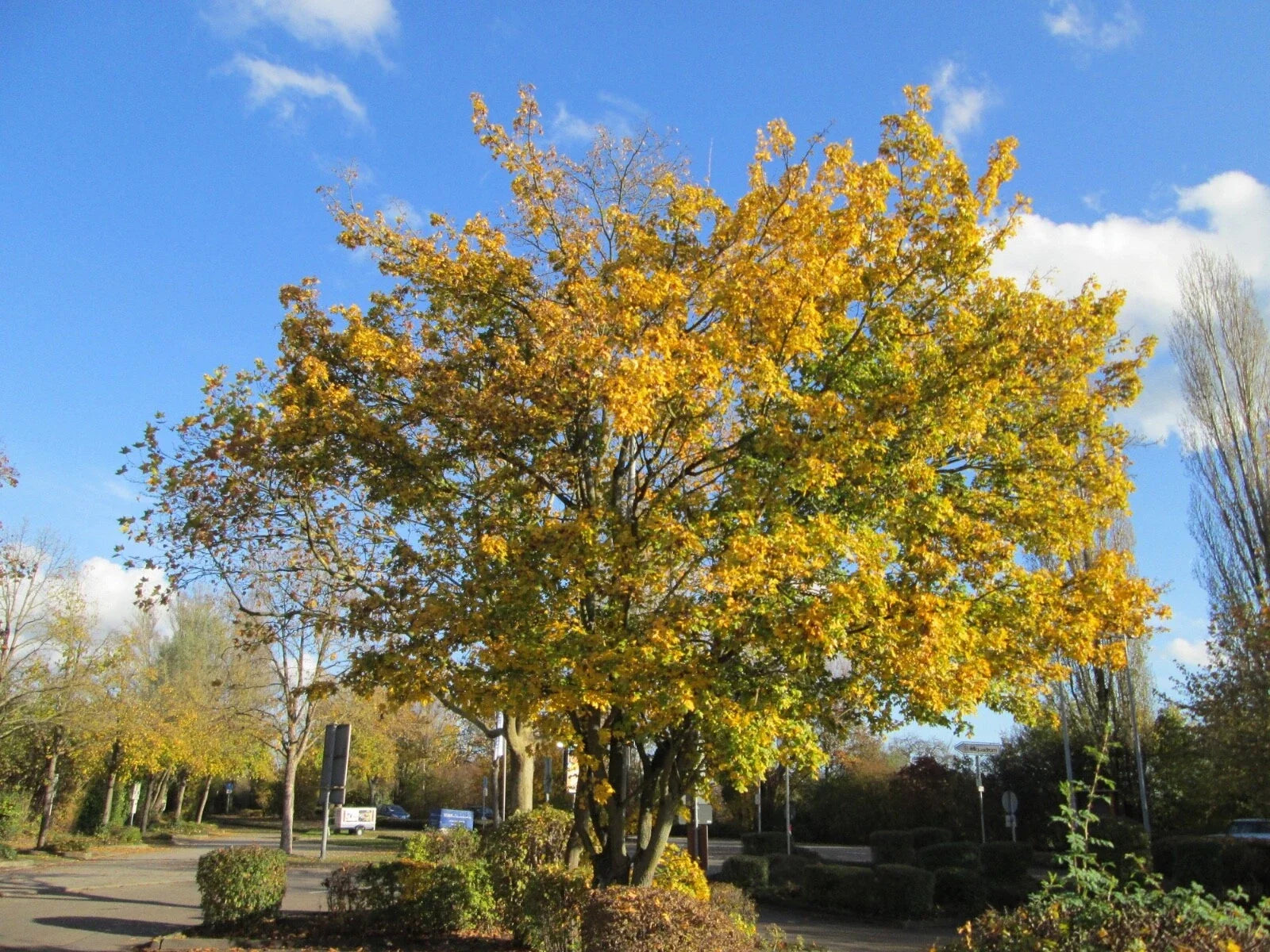 Acer campestre Hedge Maple Tree Seeds – Hardy, Non-GMO, Fast Germination, Perfect for Hedges & Privacy Screens