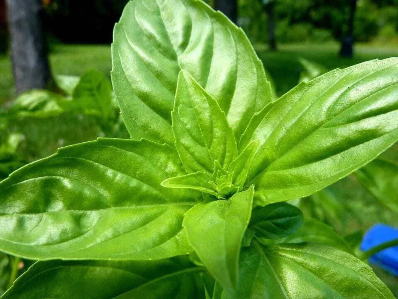 Lemon Basil Seeds 1500+ Organic Heirloom Non-GMO Herb Ocimum Basilicum