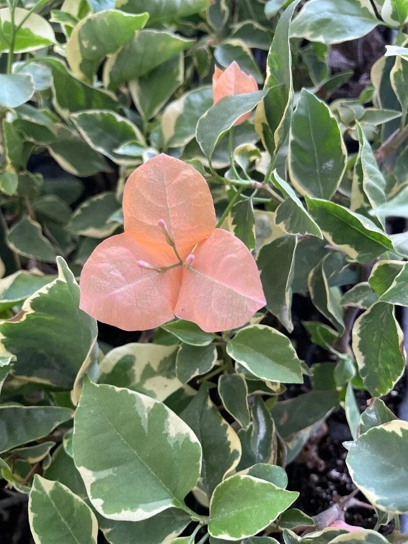 Small Well-Rooted Bougainvillea Plant, Bambino Orange/Peach, Tropical Flowering Shrub, Bougainvillea spp.