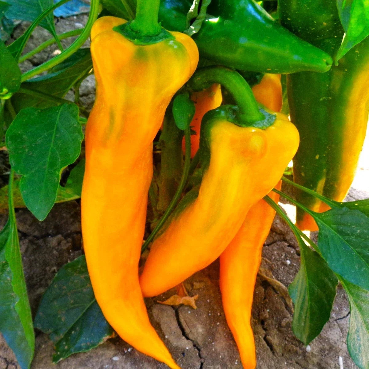 Golden Treasure Sweet Pepper Seeds - Italian Marconi Capsicum annuum for Home Gardening, Heirloom Vegetable Seeds