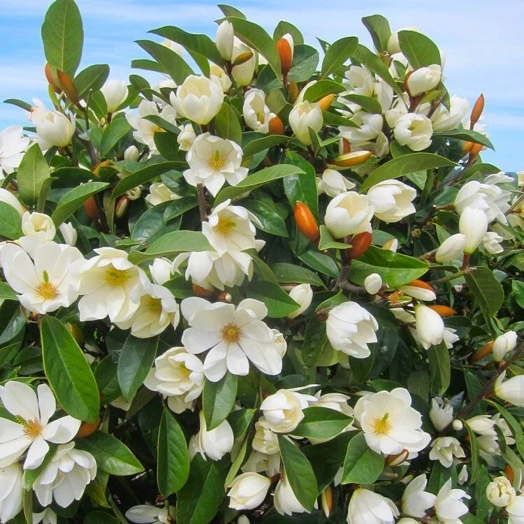 Michelia doltsopa Fairy Cream Magnolia Tree - Fragrant Cream Flowers, Well-Rooted 3-Gallon Pot