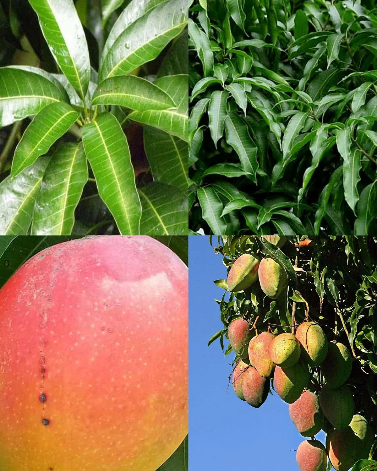 8-Inch Rooted Mango Tree Seedling Live Tropical Fruit Plant Mangifera indica for Garden or Patio