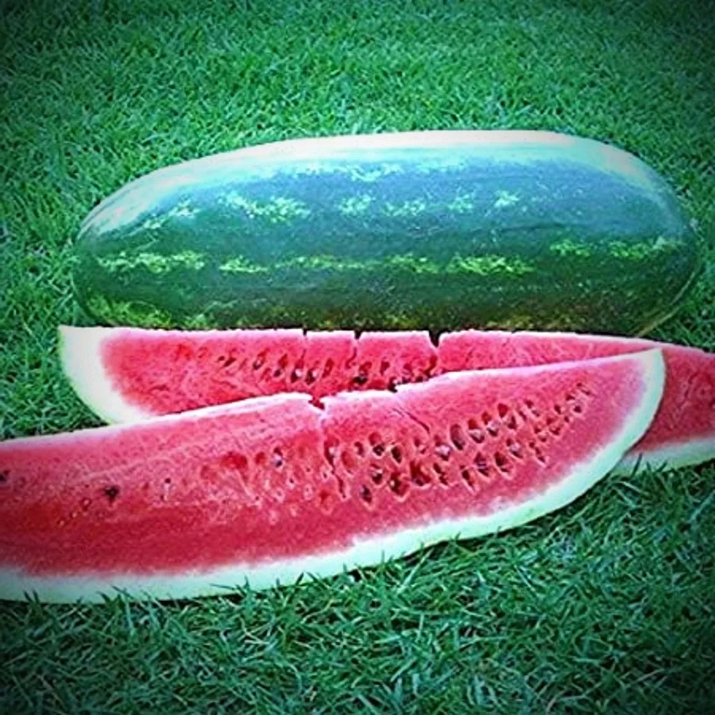 Congo Watermelon Seeds - 12 Pack Non-GMO Heirloom Citrullus lanatus