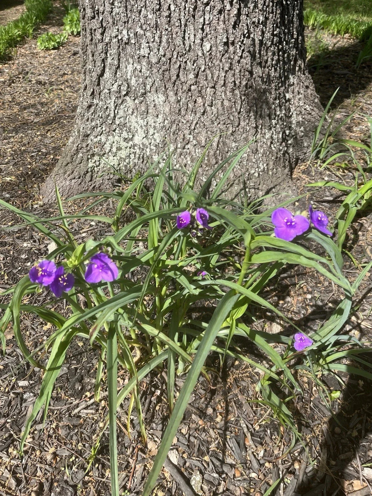 Bare Root Spiderwort Plants - Tradescantia Virginiana Perennial, Drought-Resistant, Medium Sun to Partial Shade