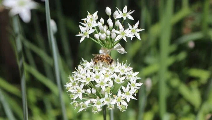 Organic Garlic Chive Plants - Two Established Allium Tuberosum Herb Garden Starter