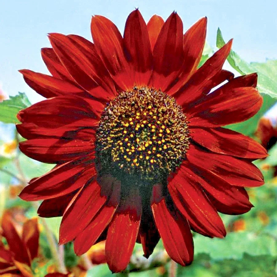 Velvet Queen Sunflower Seeds - 51+ Pack, Branching Annual, Helianthus annuus, Wildflower for Garden, Pollinator Attracting