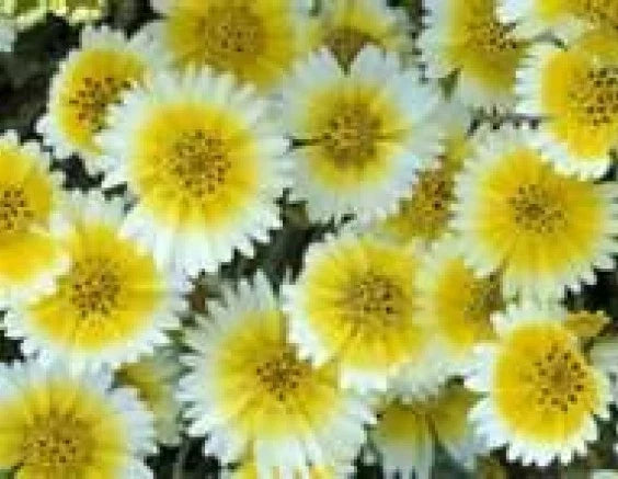 Tidy Tips Flower Seeds - 100 Pack, Layia Platyglossa, Asteraceae, Annual, Bright Blooms, Pollinator Attractant, Drought Tolerant