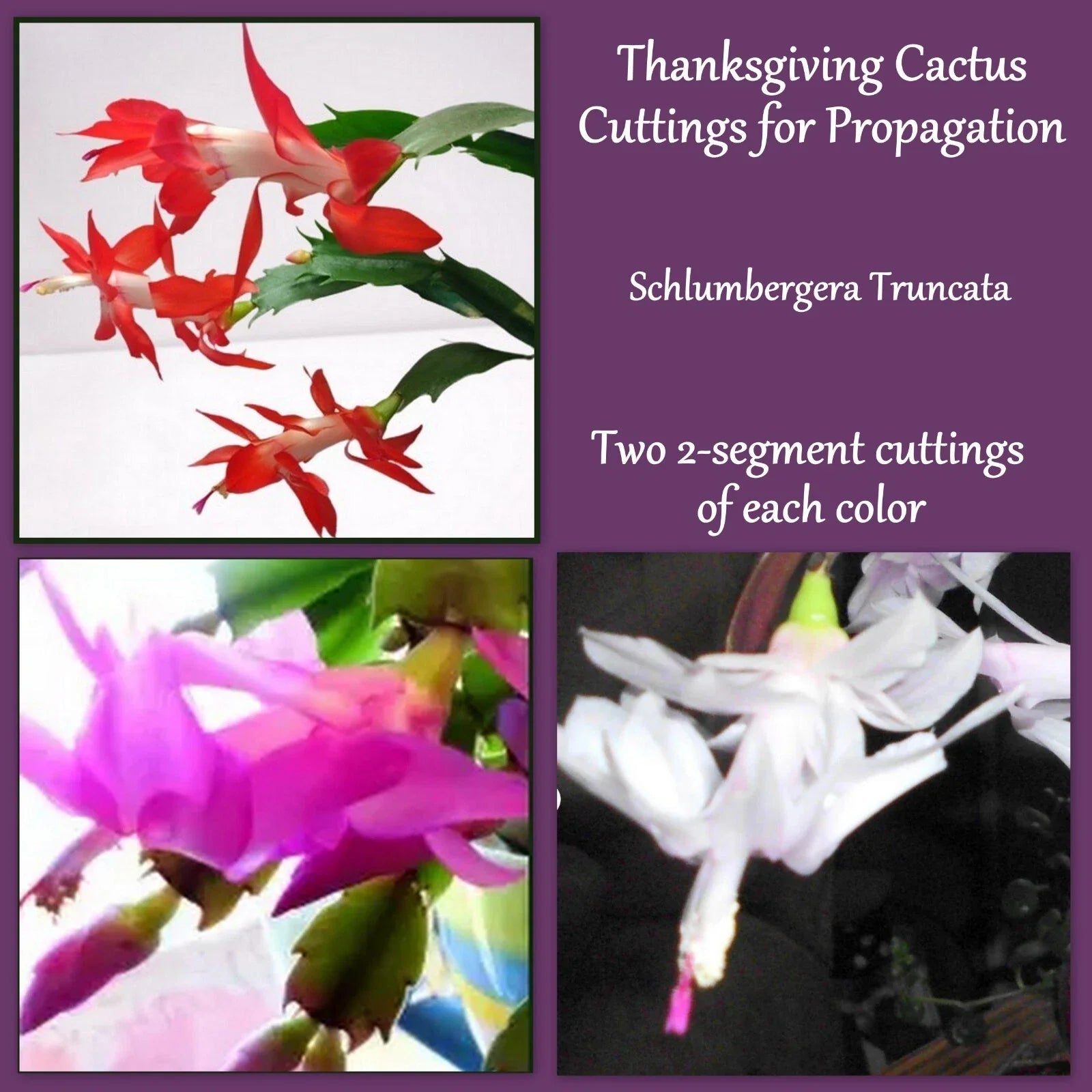 Thanksgiving Cactus Cuttings 2 Pack Red Pink White Propagation Schlumbergera Houseplant
