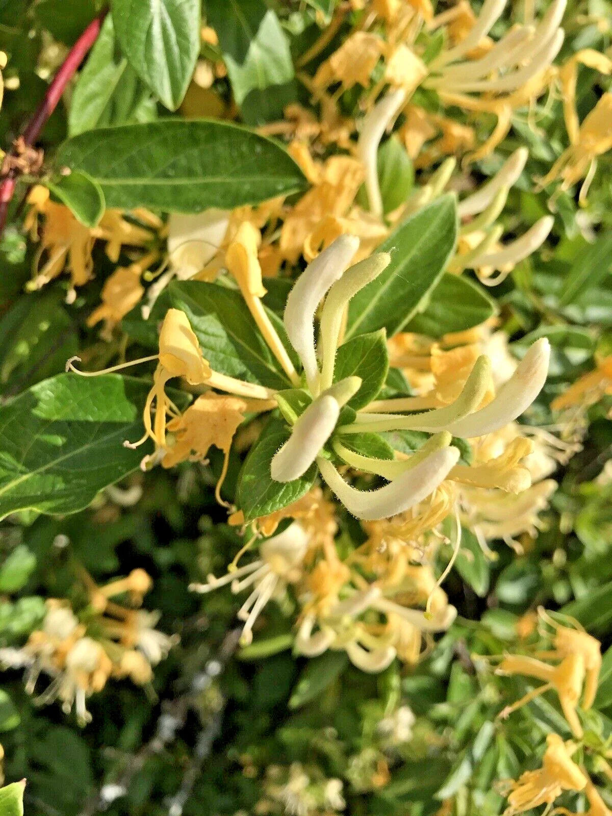 Honeysuckle Live Vines Starter Plants – 7 Yellow & White Fragrant Lonicera spp. with Roots for Garden, Fences, Trellises