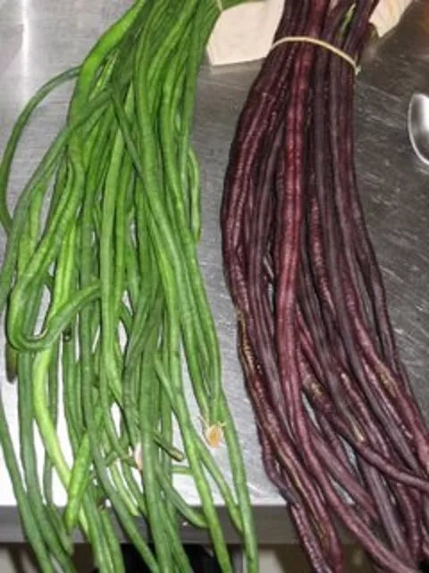 Yard Long Bean Seeds - 15+ Green and Red Asian Chinese Noodle Beans - Vigna unguiculata subsp. sesquipedalis, Climbing Vine Packet