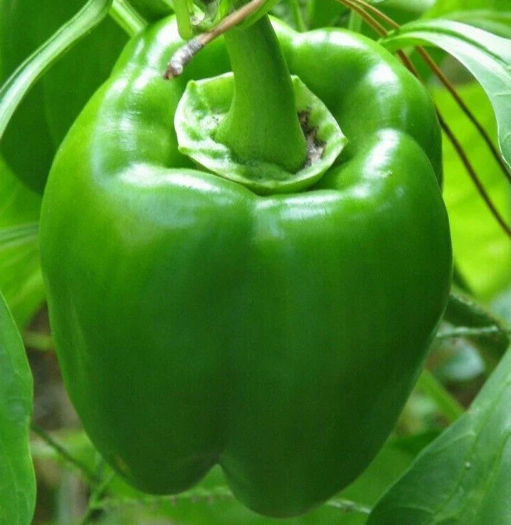 Green Bell Pepper Seeds - 'Emerald Giant' Sweet Pepper Non-GMO Capsicum annuum
