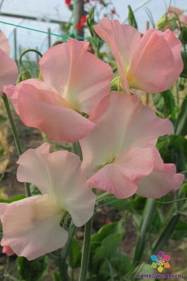 Sweet Pea Seeds - Gilly Norah Heirloom Variety - Fragrant Climbing Vine - Lathyrus odoratus - 50+ Seeds