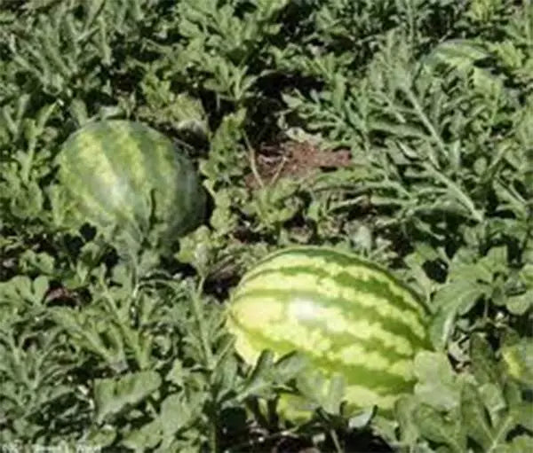 Kleckley's Sweet Watermelon Seeds - Heirloom Citrullus lanatus, Large, Juicy, Super Sweet, 100 Seeds for Garden Growth