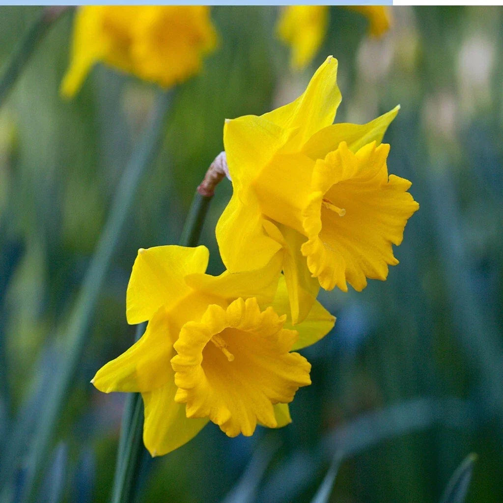 Yellow Trumpet Daffodil Bulbs - 5 Pack | Deer Resistant Narcissus 'King Alfred'