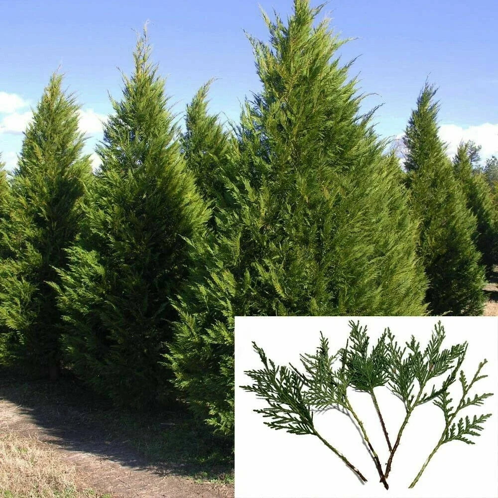 Leyland Cypress Tree Cuttings 6-7" for Privacy Screen, Fast-Growing Evergreen, Cupressocyparis leylandii, 15 Pack