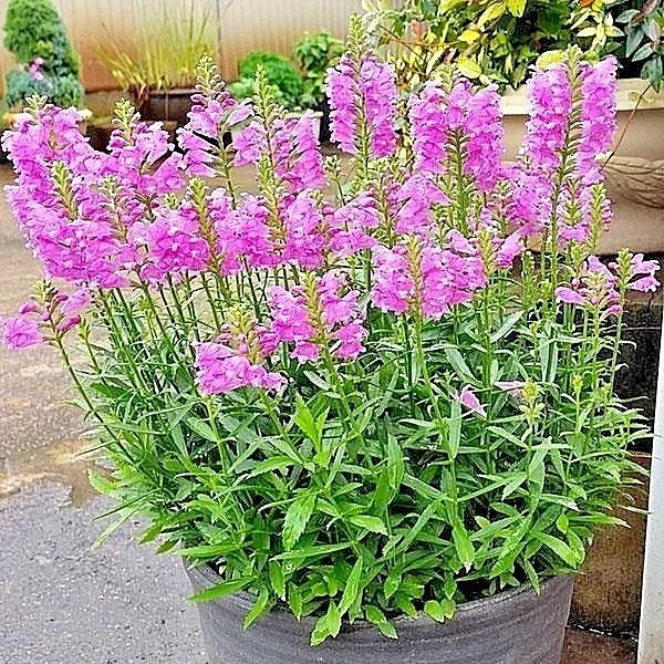 Obedient Plant Seeds - 50+ Physostegia virginiana Wildflower, Deer Resistant, Easy to Grow, Perennial Flower Seeds