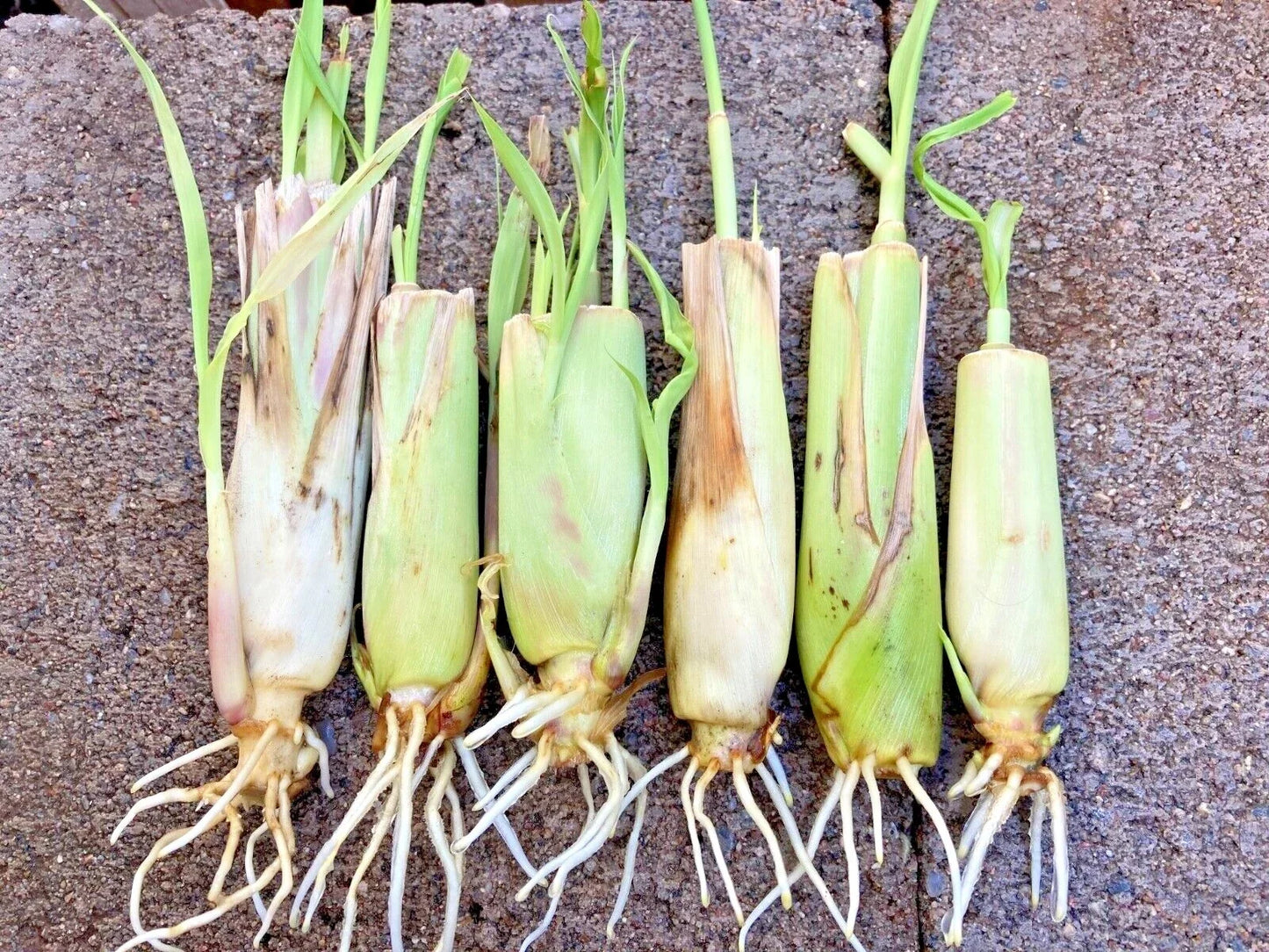 Rooted Lemongrass Stalks - 5-25 Plants Cymbopogon citratus for Culinary, Tea, Garden, Pot Cultivation
