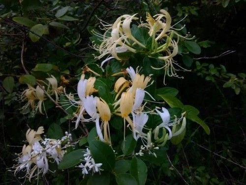 Japanese Honeysuckle Vine Live Rooted Plants, Fragrant Blooms, Fast-Growing Lonicera japonica, Climbing Vine, Heirloom Alabama
