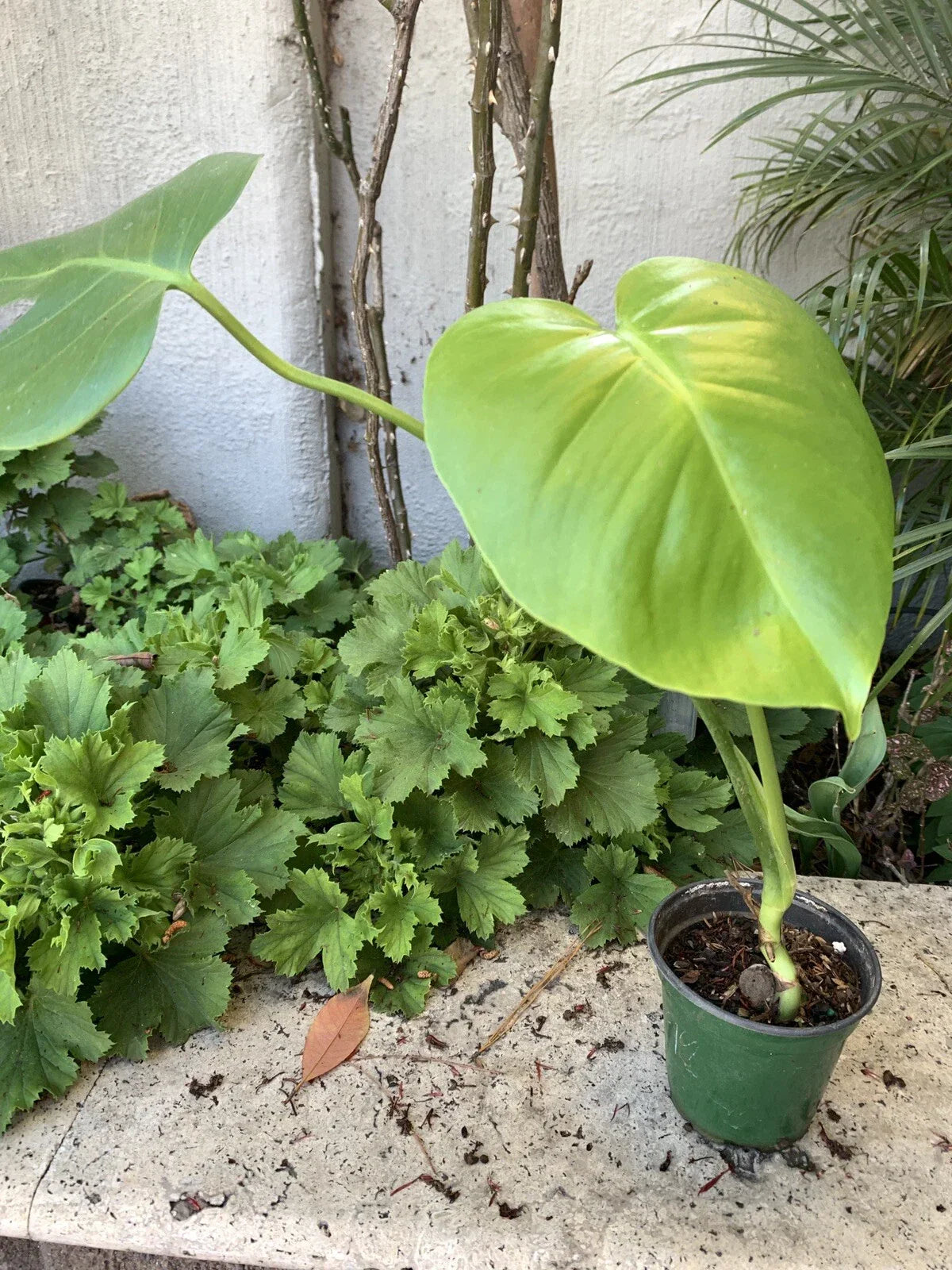 Monstera Plant in 4 Inch Pot with Fully Established Roots | Monstera deliciosa