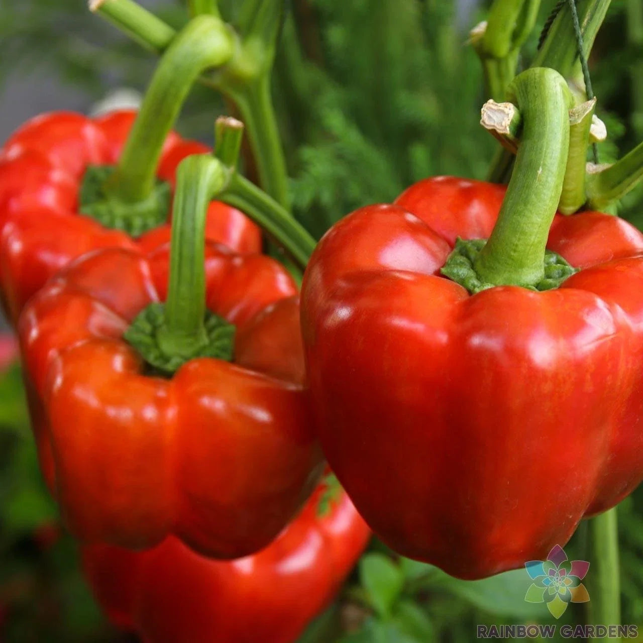 California Wonder Red Sweet Pepper Seeds - Non-GMO Capsicum annuum, 25+ Pack, Garden Planting Seeds for Full Sun, Bountiful Harvest