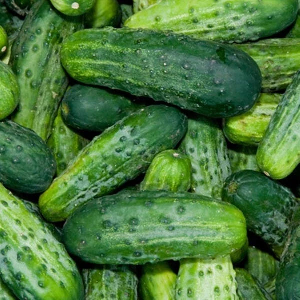 Bush Pickle Cucumber Seeds F1 Hybrid Non-GMO Compact Plant for Pickling Cucumis sativus Seed Packet