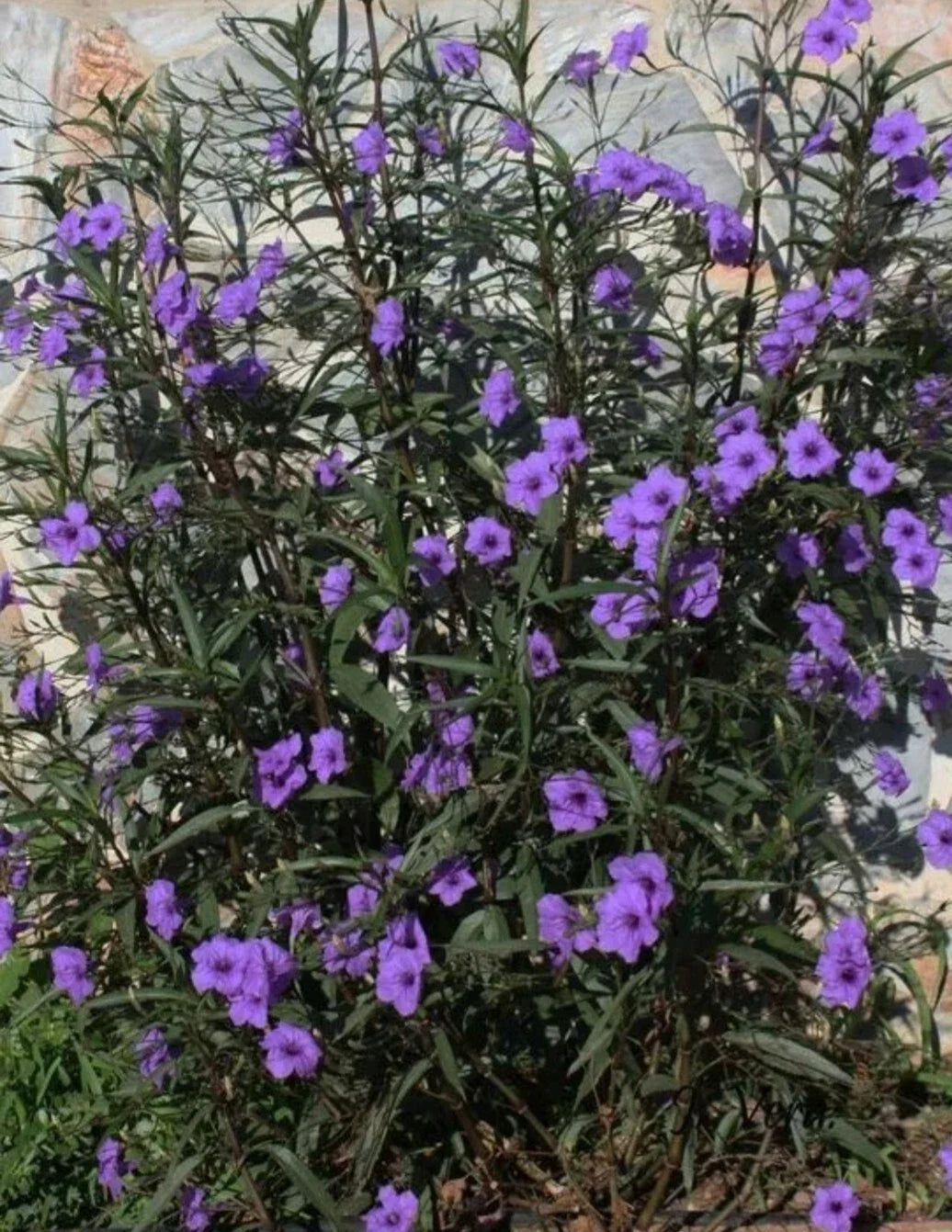 Mexican Petunia Plants - 3 Bare Root Live Plants - Purple Ruellia Tuberosa - Exotic Flowering Perennial for Garden, Borders, Containers