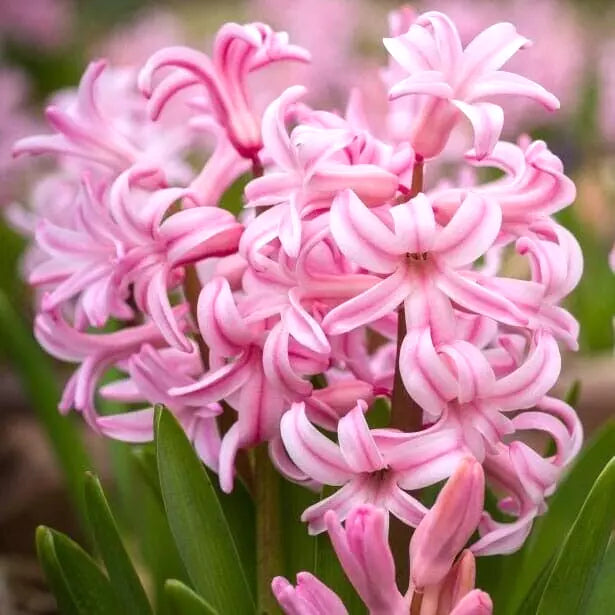 Pink Pearl Hyacinth Bulbs 15cm Fragrant Hyacinthus orientalis Flower Bulbs (2) for Garden, Patio & Cut Flowers