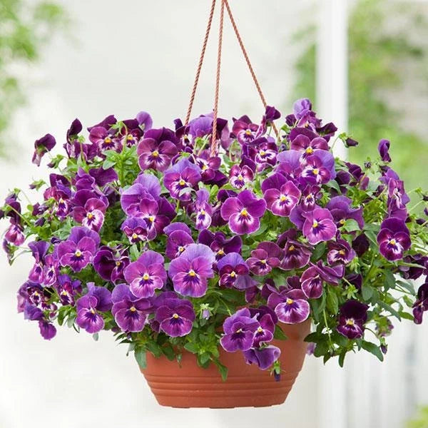 15 Pansy Seeds Cool Wave Raspberry Trailing Viola x wittrockiana for Hanging Baskets & Containers