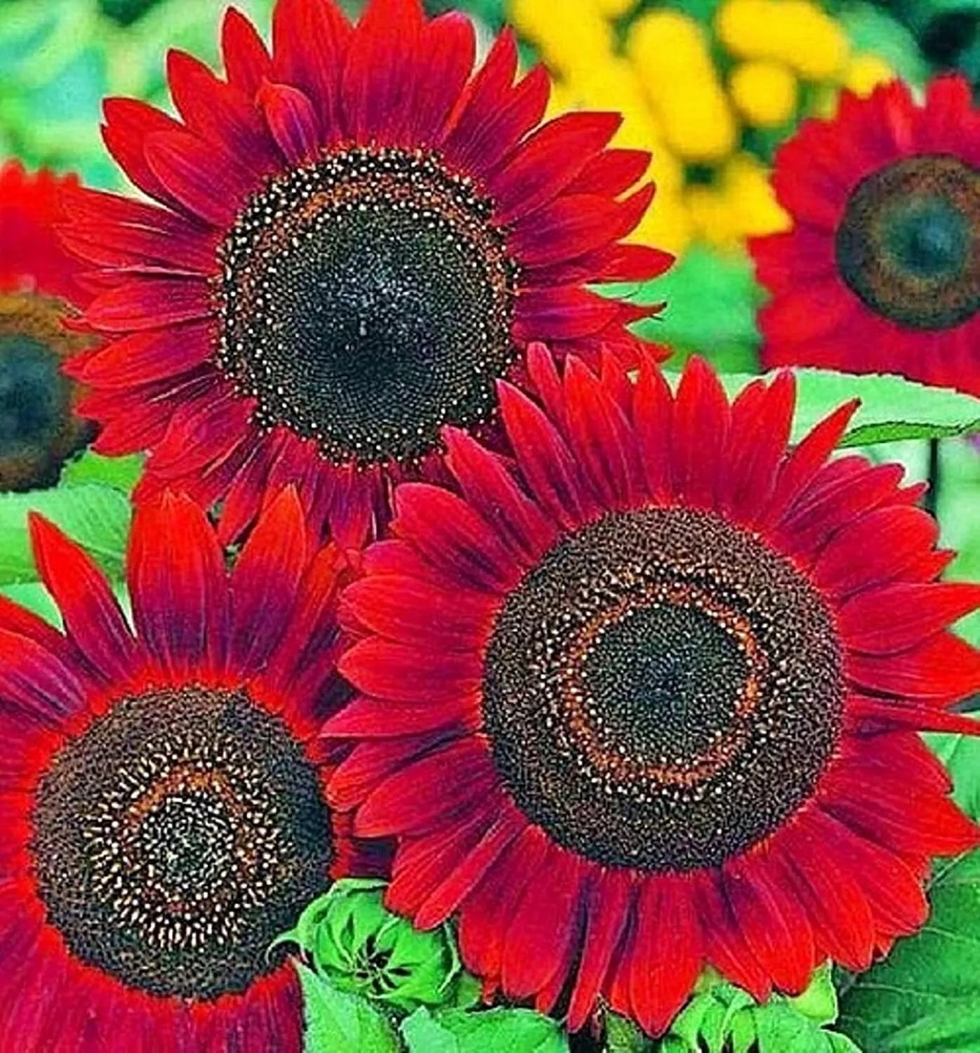 Sunflower Seeds for Planting - 50 Count, Helianthus annuus, Easy Grow, Bright Yellow Flowers, Full Sun, Pollinator Attracting