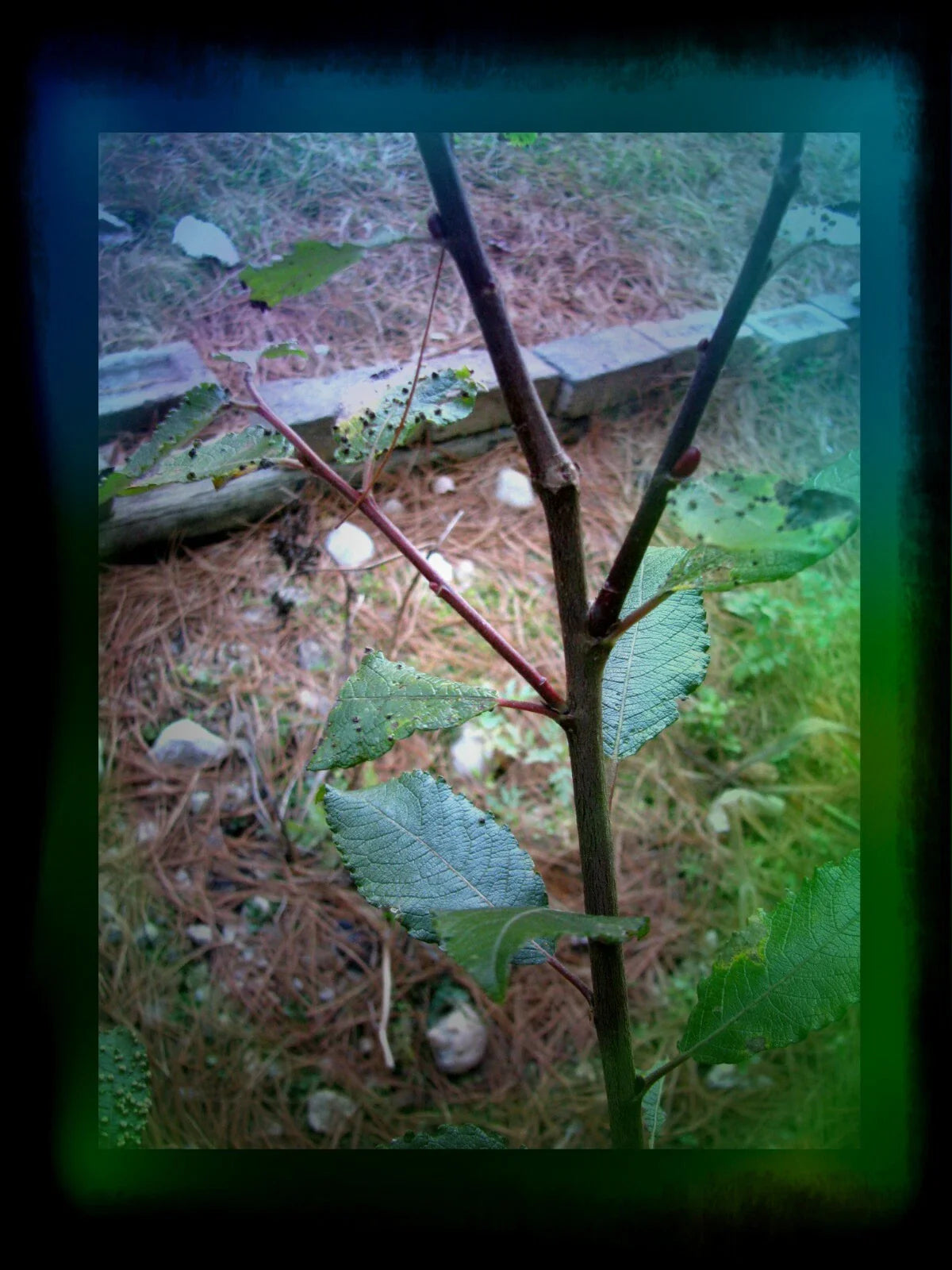 Pussy Willow Cuttings 5-7 in Salix discolor No Roots for Propagation, Ornamental Garden Plant, Natural Privacy Screen