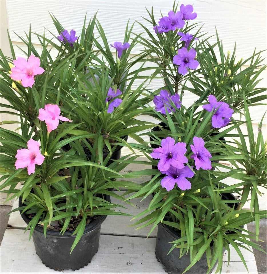 Dwarf Katie Ruellia Plants – 6 Rooted Shrubs with Purple & Pink Flowers – Ruellia simplex for Garden, Border, Container