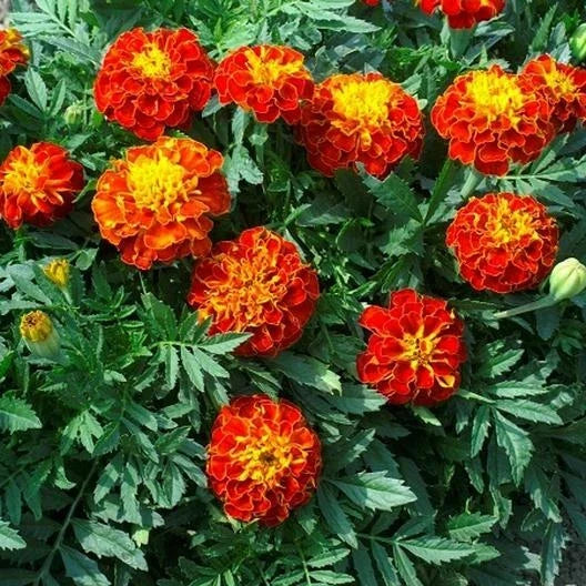 French Marigold Seeds - Panther Variety, Non-GMO, Dwarf Annual, Tagetes patula, Butterfly Attracting, 200 Seeds