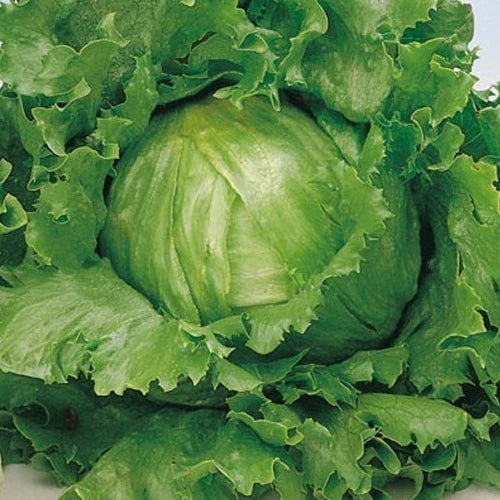 Great Lakes 659 Lettuce Seeds - Non-GMO Lactuca sativa for Home Gardening, 4g Packet