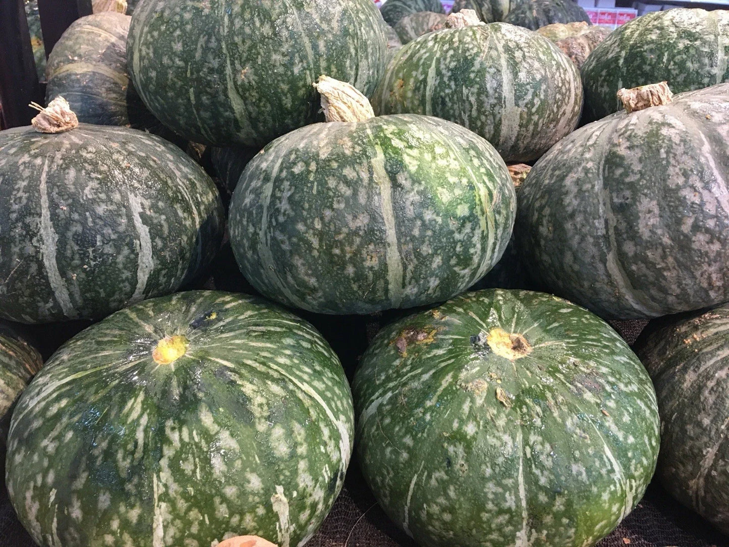 Japanese Kabocha Squash Seeds, Cucurbita maxima, Heirloom, Non-GMO, 20 Seeds