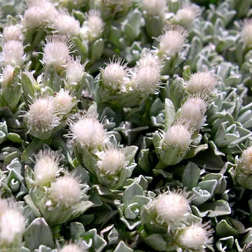 500 Antennaria Seeds - White Pussytoes Ground Cover - Perennial Plant - Antennaria dioica Seeds for Rock Gardens & Landscaping