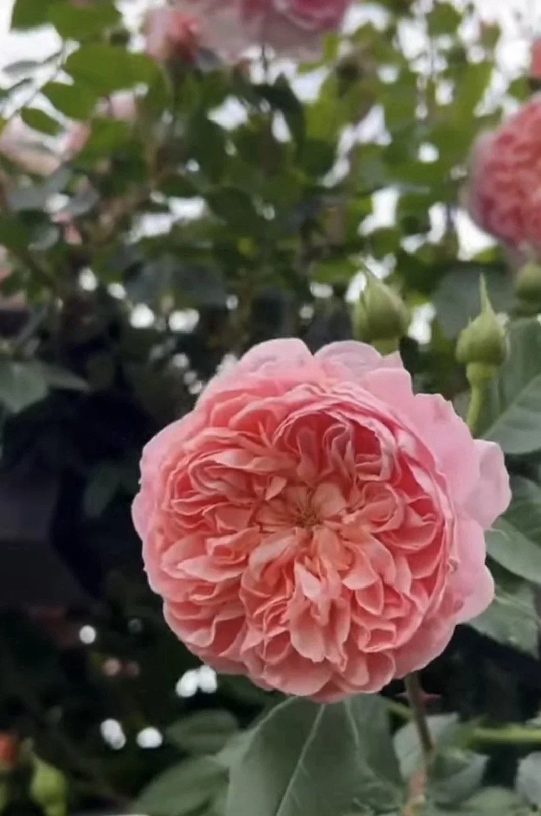 Colette Climbing Rose Cuttings - 3 Fresh Unrooted 6” Long Rosa 'Colette' for Garden Propagation