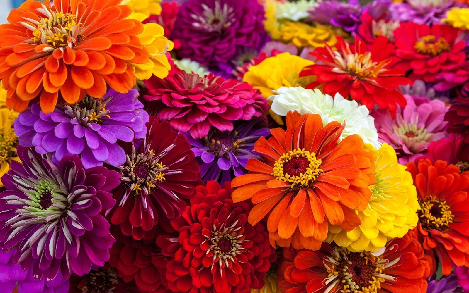 Giant California Zinnia Seeds - Vibrant Mixed Colors - Zinnia elegans - 250+ Seeds for Bright Garden Blooms