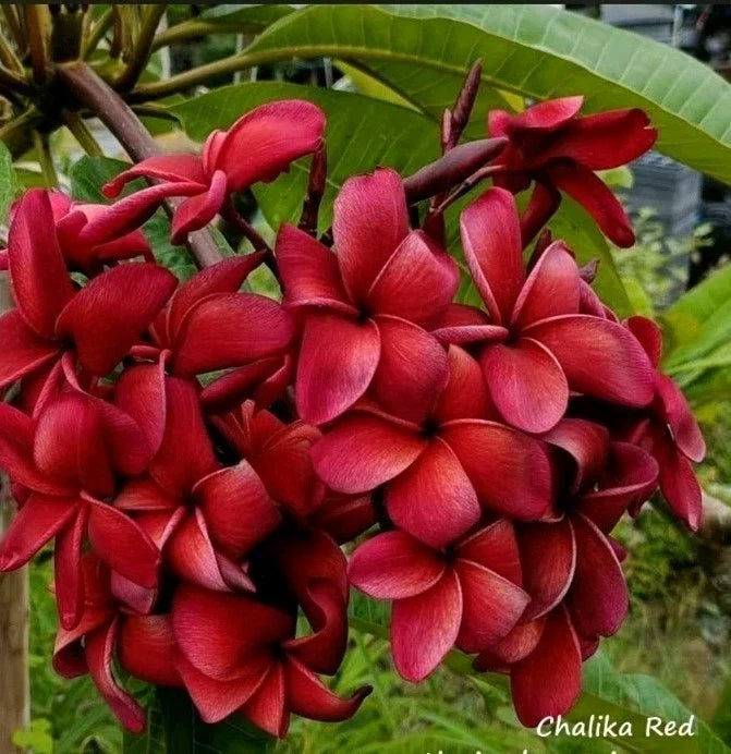 Red Plumeria Plant in 2.5-Inch Pot, Rooted Plumeria Chalida, Tropical Flowering Shrub, Plumeria rubra