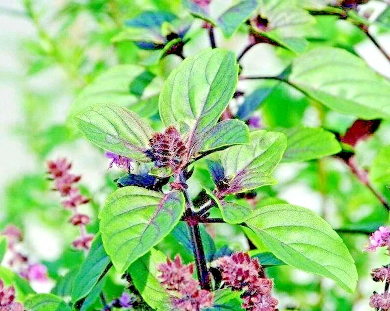 Cinnamon Basil Seeds - Heirloom Perennial Herb for Insect Repellent - Ocimum basilicum 'Cinnamon' - 600+ Seeds