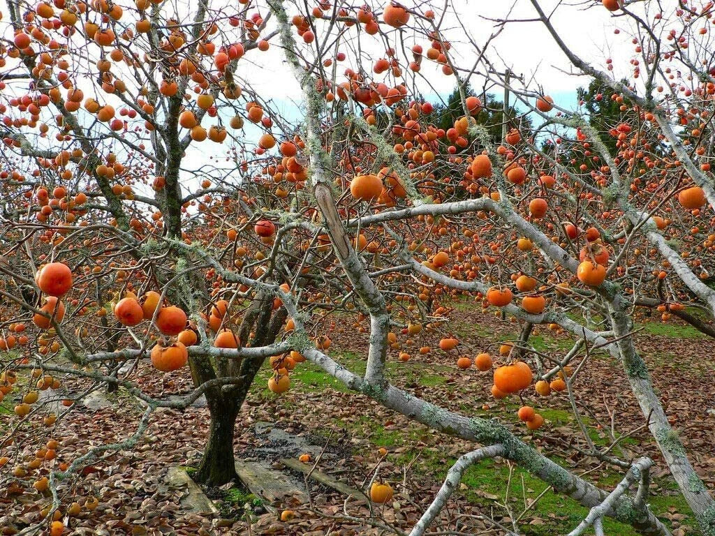 American Persimmon Tree Starter Plant - Diospyros virginiana - Edible Fruit Tree for Garden, Well-Rooted Seedling