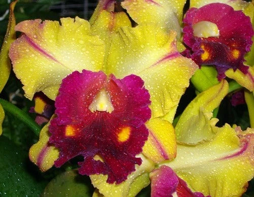 Cattleya Orchid Plant 2.5" Pot Rlc. Tainan Gold 'Hawaii #1' - Bright Yellow Blooms, Compact, Indoor Orchid