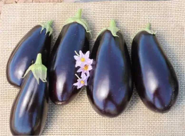 American Eggplant Seeds - 20 Pack - All American Variety - Solanum melongena