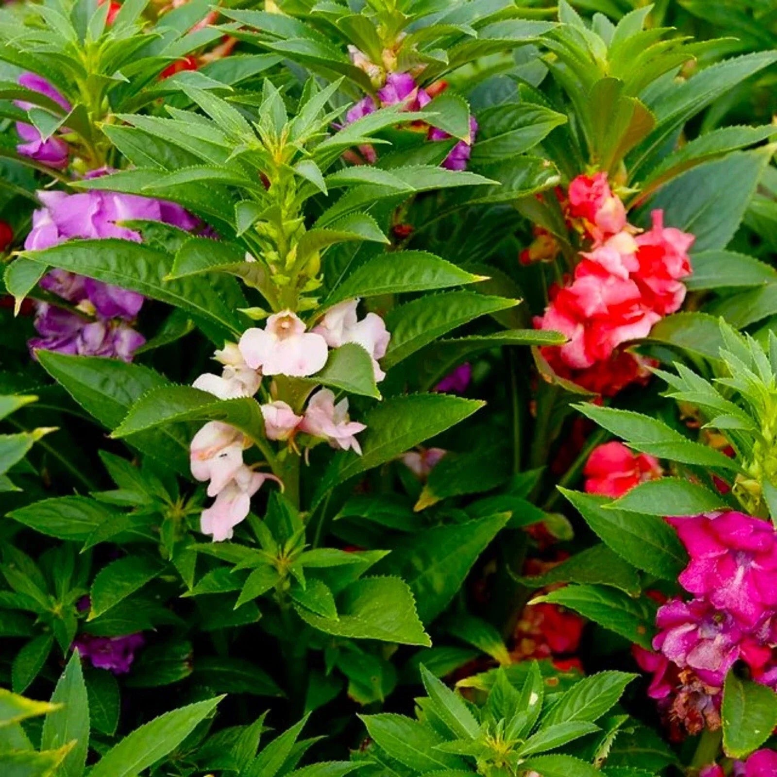 Impatiens Seeds - Bush Mixed - Colorful Annuals for Shade Gardens - Impatiens walleriana - 50 Seeds