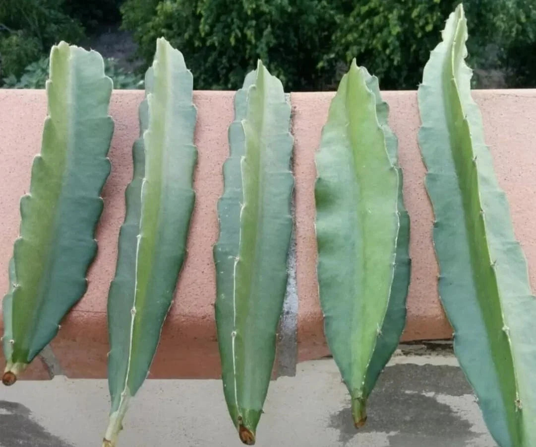 Fresh Dragon Fruit Cuttings 8-12" Multiple Varieties Hylocereus spp. for Gardening & Propagation