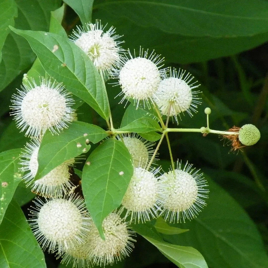 Buttonbush Seeds 30 Pack - Common Variety - Cephalanthus occidentalis - Native Wetland Shrub for Pollinators