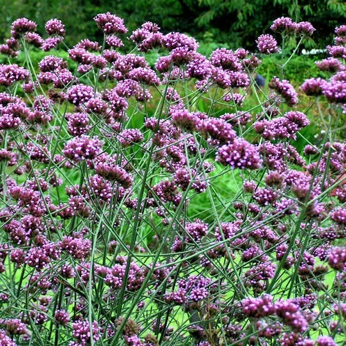 Verbena Seeds 240 Count Purple Top Verbena (Verbena bonariensis) Easy to Grow, Full Sun, Attracts Pollinators
