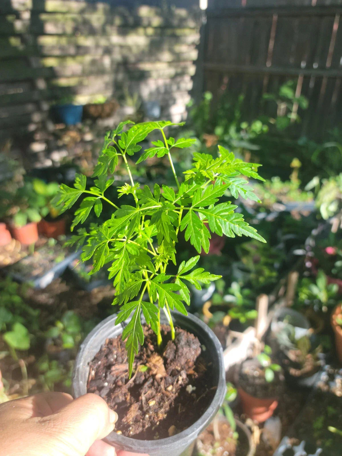 Chinaberry Tree Small - Fast Growing, Fragrant Melia azedarach Starter Plant